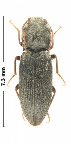 Dicronychus versicolor